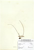 藏品(臺灣唐松草)的圖片